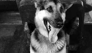 Czterej pancerni i pies