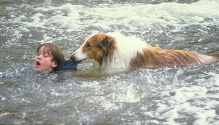 Lassie