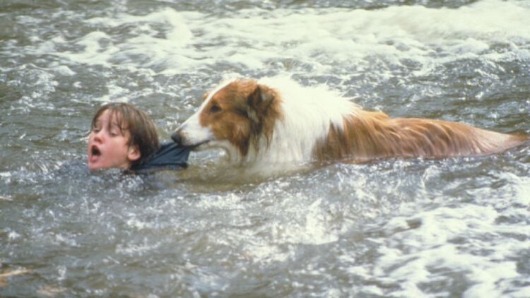 Lassie