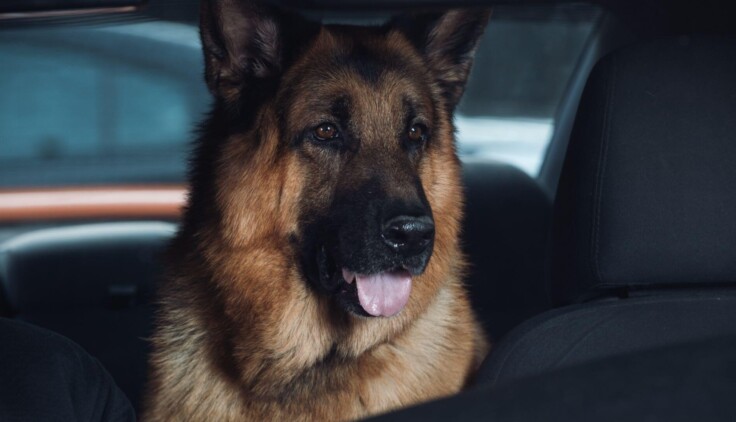 Hudson i Rex – Sezon 1 – Krew na lodzie