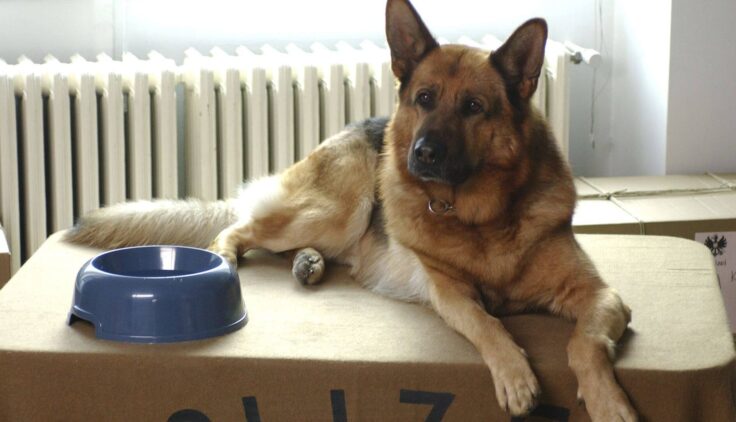 Komisarz Rex – Sezon 8 – Nieboszczyk jeszcze żył