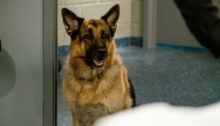 Hudson i Rex – Sezon 2 – Rex machina